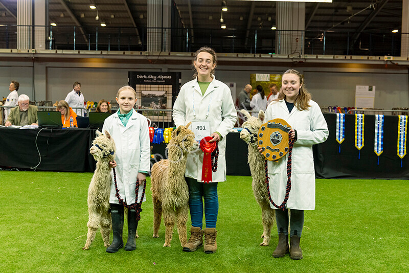 IWM9734 
 Photography of BAS National Show 2023 
 Keywords: Surrey Photographer, Alpacas, Suri, Huacaya, 2023, BAS, British Alpaca Society, Alpaca, Suri, Huacaya, Fleece Judging, Halter Show