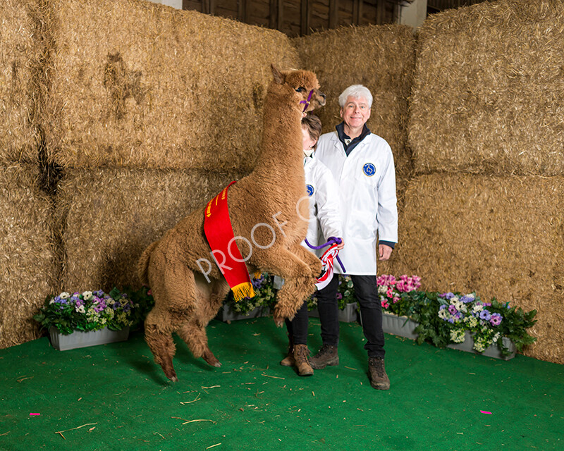 IWM7263 
 HoEAG Spring Fiesta 2022 
 Keywords: Surrey Photographer, Alpacas, Suri, Huacaya, HoEAG, Spring Fiesta, 2022, Heart of England Alpaca Group