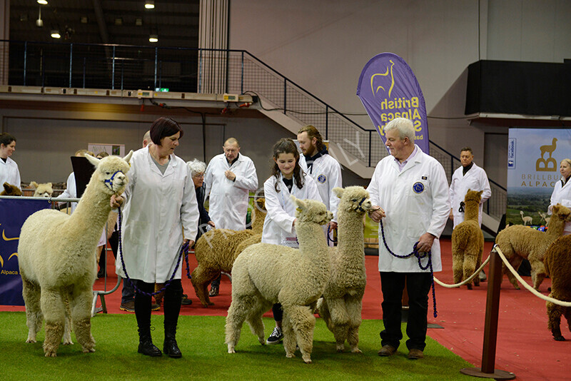 IWM9491 
 Photography of BAS National Show 2023 
 Keywords: Surrey Photographer, Alpacas, Suri, Huacaya, 2023, BAS, British Alpaca Society, Alpaca, Suri, Huacaya, Fleece Judging, Halter Show