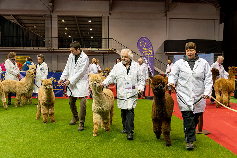 IWM9487 
 Photography of BAS National Show 2023 
 Keywords: Surrey Photographer, Alpacas, Suri, Huacaya, 2023, BAS, British Alpaca Society, Alpaca, Suri, Huacaya, Fleece Judging, Halter Show