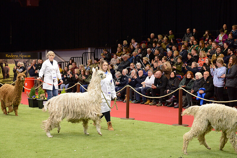 IWM0140 
 Photography of BAS National Show 2023 
 Keywords: Surrey Photographer, Alpacas, Suri, Huacaya, 2023, BAS, British Alpaca Society, Alpaca, Suri, Huacaya, Fleece Judging, Halter Show