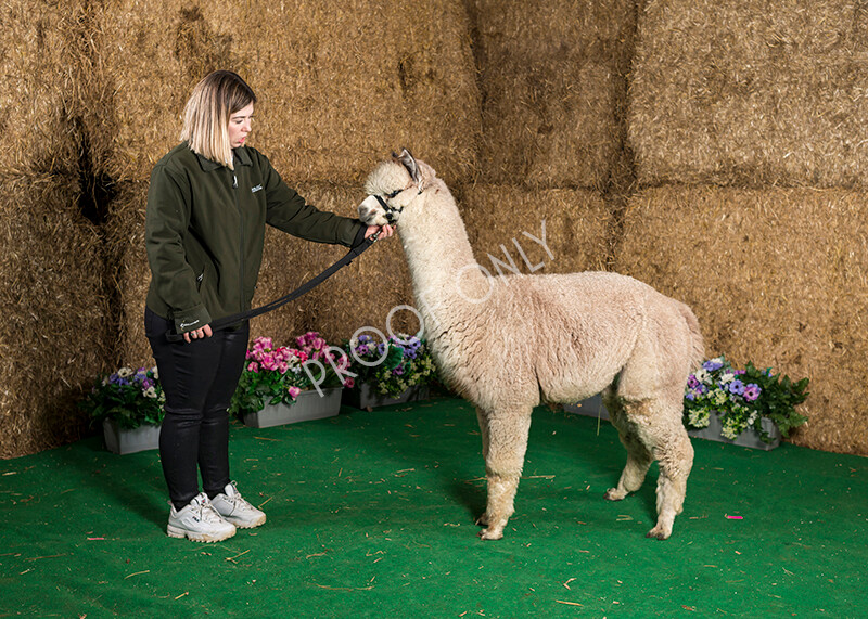 IWM7481 
 HoEAG Spring Fiesta 2022 
 Keywords: Surrey Photographer, Alpacas, Suri, Huacaya, HoEAG, Spring Fiesta, 2022, Heart of England Alpaca Group