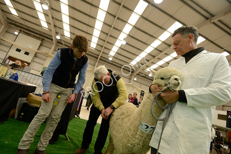 IWM7415 
 HoEAG Spring Fiesta 2022 
 Keywords: Surrey Photographer, Alpacas, Suri, Huacaya, HoEAG, Spring Fiesta, 2022, Heart of England Alpaca Group