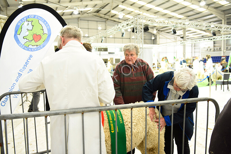 IWP4275 
 HOEAG Spring Fiesta 2024 
 Keywords: Heart of England Alpaca Group, Spring Fiesta 2024, Alpaca Show, Fleece Show Alpaca, Suri, Huacaya