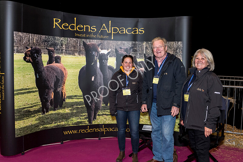 IWM4857 
 BAS National Show 2022 
 Keywords: Surrey Photographer, Alpacas, Suri, Huacaya, BAS National Show 2022, BAS' British Alpaca Society