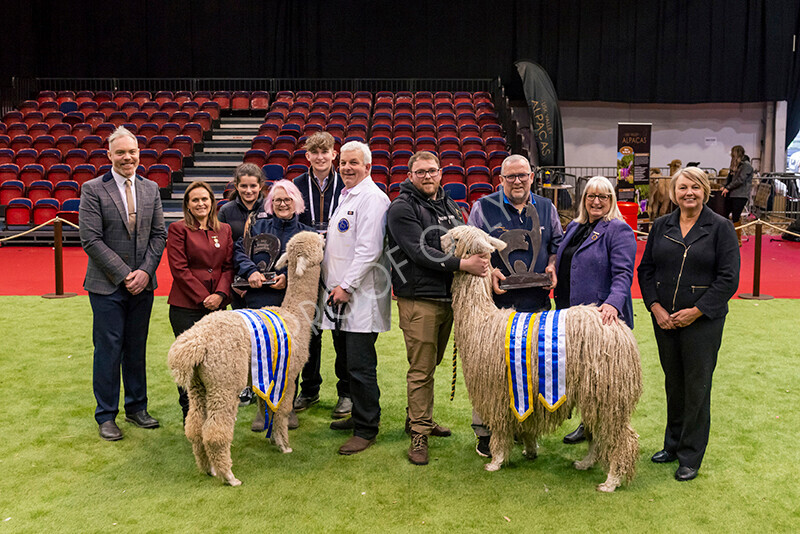 IWM0309 
 Photography of BAS National Show 2023 
 Keywords: Surrey Photographer, Alpacas, Suri, Huacaya, 2023, BAS, British Alpaca Society, Alpaca, Suri, Huacaya, Fleece Judging, Halter Show