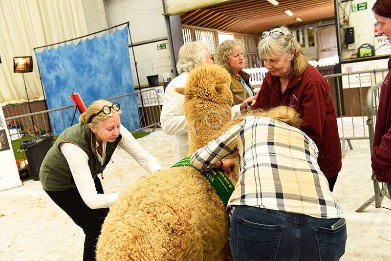 IWP4112 
 HOEAG Spring Fiesta 2024 
 Keywords: Heart of England Alpaca Group, Spring Fiesta 2024, Alpaca Show, Fleece Show Alpaca, Suri, Huacaya