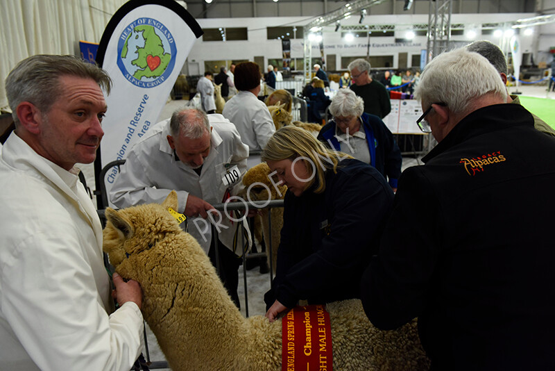 IWP4381 
 HOEAG Spring Fiesta 2024 
 Keywords: Heart of England Alpaca Group, Spring Fiesta 2024, Alpaca Show, Fleece Show Alpaca, Suri, Huacaya