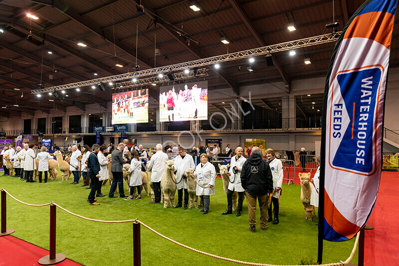 IWM9559 
 Photography of BAS National Show 2023 
 Keywords: Surrey Photographer, Alpacas, Suri, Huacaya, 2023, BAS, British Alpaca Society, Alpaca, Suri, Huacaya, Fleece Judging, Halter Show