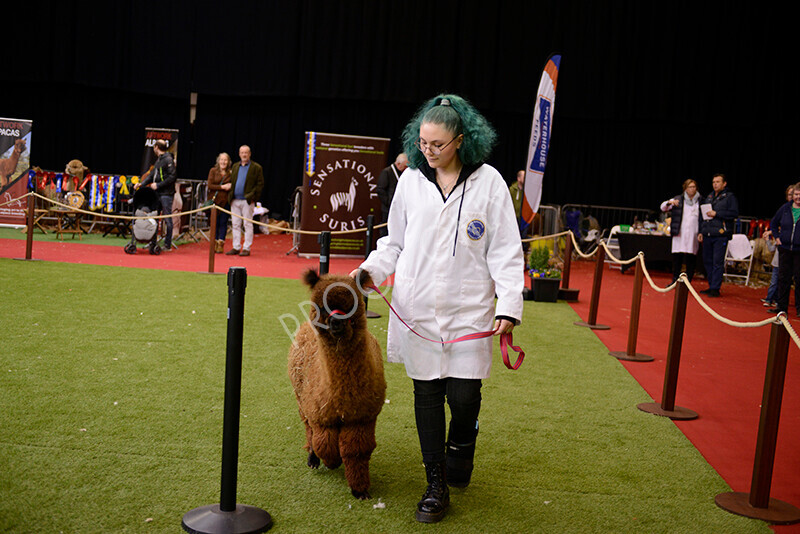 IWM9971 
 Photography of BAS National Show 2023 
 Keywords: Surrey Photographer, Alpacas, Suri, Huacaya, 2023, BAS, British Alpaca Society, Alpaca, Suri, Huacaya, Fleece Judging, Halter Show