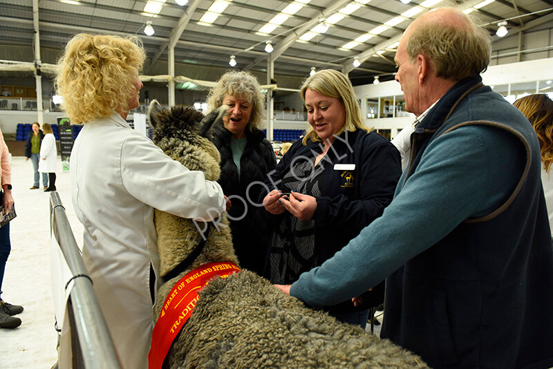 IWP3351 
 HOEAG Spring Fiesta 2024 
 Keywords: Heart of England Alpaca Group, Spring Fiesta 2024, Alpaca Show, Fleece Show Alpaca, Suri, Huacaya