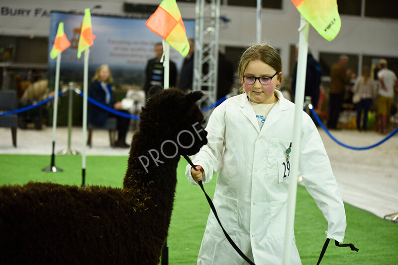 IWP3962 
 HOEAG Spring Fiesta 2024 
 Keywords: Heart of England Alpaca Group, Spring Fiesta 2024, Alpaca Show, Fleece Show Alpaca, Suri, Huacaya