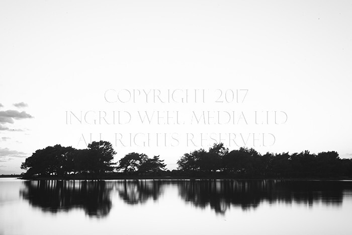 IWM9277 
 NEW FOREST 
 Keywords: INGRID WEEL MEDIA LTD, CORPORATE PHOTOGRAPHY SURREY, BUSINES PHOTOGRAPHY, WEDDING PHOTOGRAPHY, FINE ART PHOTOGRAPHY, FAMILY PHOTOGRAPHY, SOCIAL, BRITISH WILDLIFE, FALLOW DEER, DONKEY, SWAN, HATCHET POND