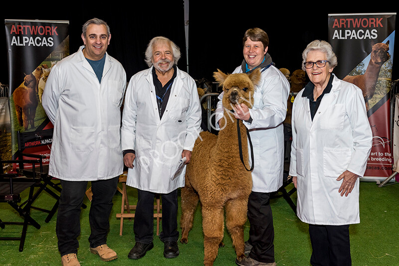 IWM4903 
 BAS National Show 2022 
 Keywords: Surrey Photographer, Alpacas, Suri, Huacaya, BAS National Show 2022, BAS' British Alpaca Society