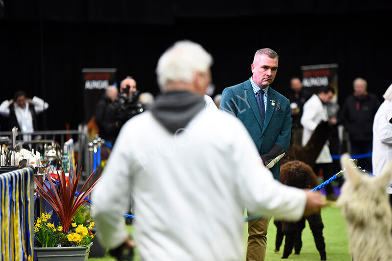 IWP9836 
 BAS National Show 2024 
 Keywords: British Alpaca Society, National Show, 2024, Champion of Champions Fleece Show, Alpaca, Suri, Huacaya