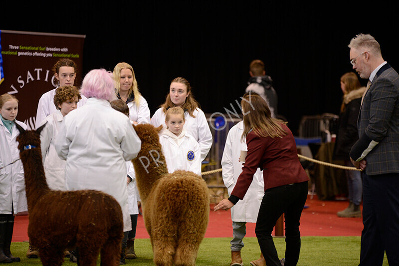 IWM9796 
 Photography of BAS National Show 2023 
 Keywords: Surrey Photographer, Alpacas, Suri, Huacaya, 2023, BAS, British Alpaca Society, Alpaca, Suri, Huacaya, Fleece Judging, Halter Show