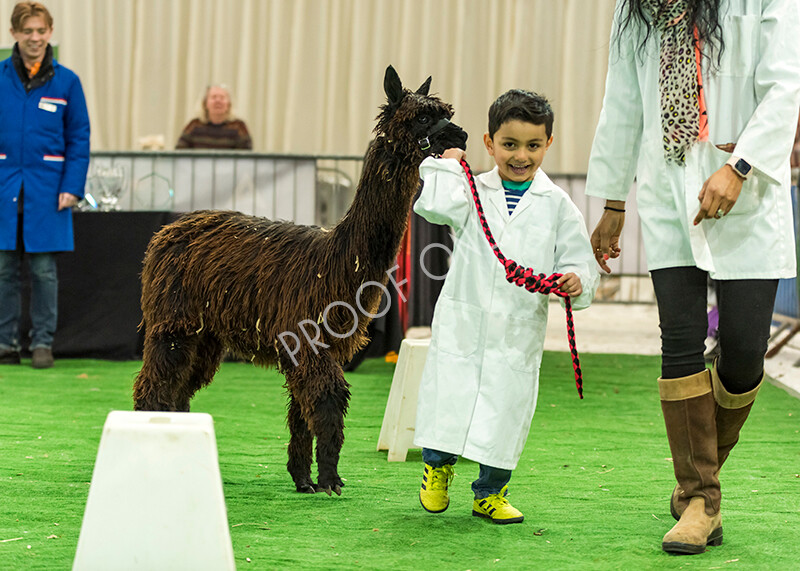 IWP7645 
 HoEAG Spring Fiesta 2022 
 Keywords: Surrey Photographer, Alpacas, Suri, Huacaya, HoEAG, Spring Fiesta, 2022, Heart of England Alpaca Group