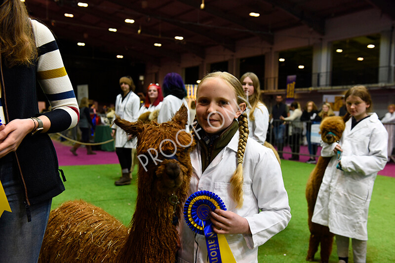 IWM5731 
 BAS National Show 2022 
 Keywords: Surrey Photographer, Alpacas, Suri, Huacaya, BAS National Show 2022, BAS' British Alpaca Society