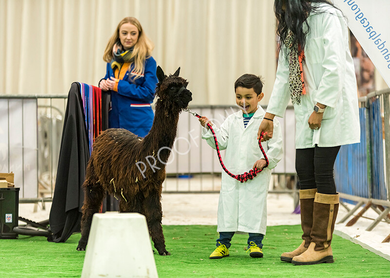 IWP7638 
 HoEAG Spring Fiesta 2022 
 Keywords: Surrey Photographer, Alpacas, Suri, Huacaya, HoEAG, Spring Fiesta, 2022, Heart of England Alpaca Group