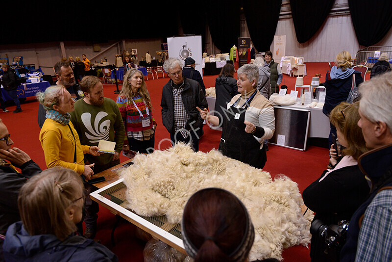 IWM8756 
 Photography of BAS National Show 2023 
 Keywords: Surrey Photographer, Alpacas, Suri, Huacaya, 2023, BAS, British Alpaca Society, Alpaca, Suri, Huacaya, Fleece Judging, Halter Show