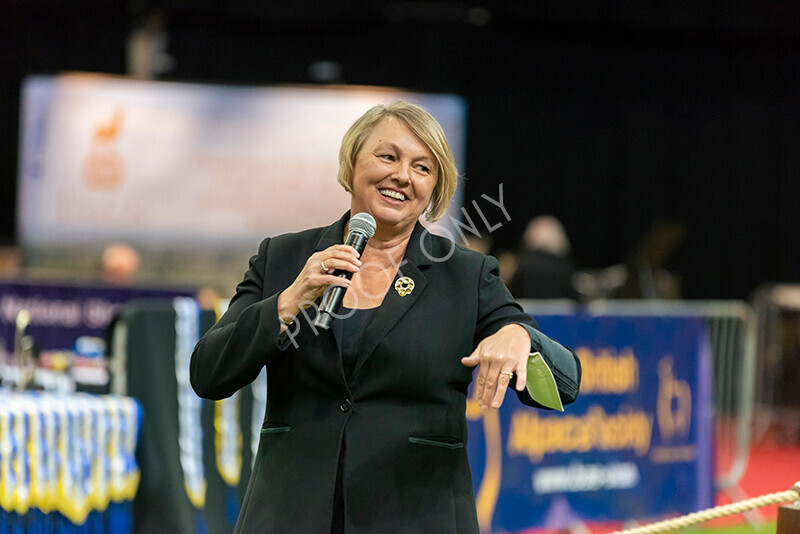 IWM8128 
 Photography of BAS National Show 2023 
 Keywords: Surrey Photographer, Alpacas, Suri, Huacaya, 2023, BAS, British Alpaca Society, Alpaca, Suri, Huacaya, Fleece Judging, Halter Show