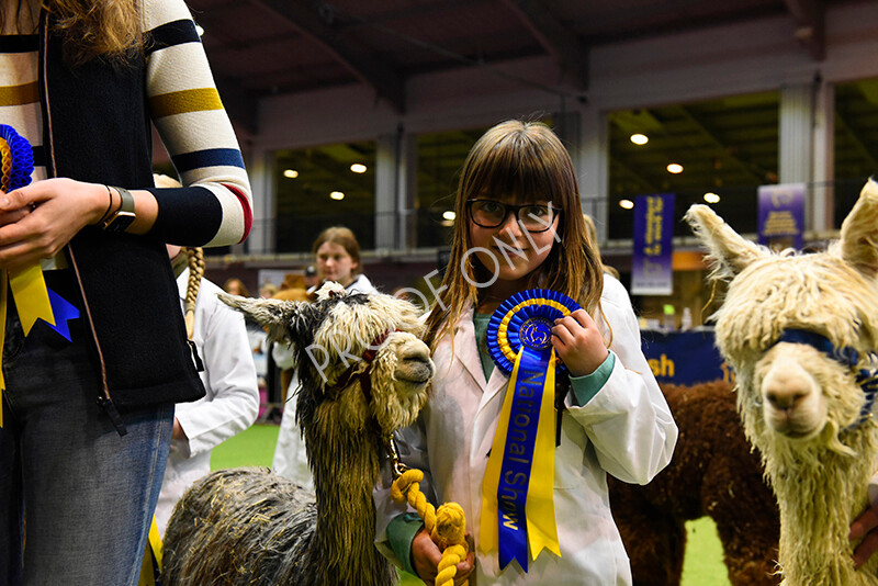 IWM5734 
 BAS National Show 2022 
 Keywords: Surrey Photographer, Alpacas, Suri, Huacaya, BAS National Show 2022, BAS' British Alpaca Society