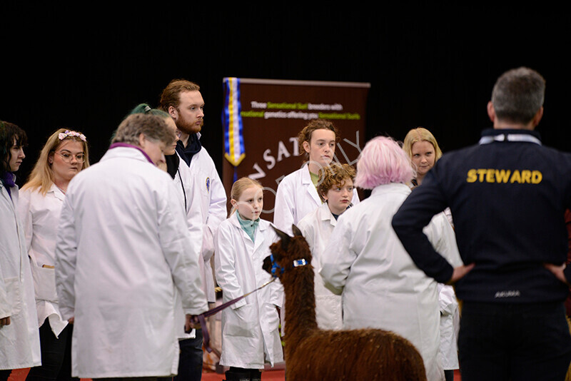 IWM9793 
 Photography of BAS National Show 2023 
 Keywords: Surrey Photographer, Alpacas, Suri, Huacaya, 2023, BAS, British Alpaca Society, Alpaca, Suri, Huacaya, Fleece Judging, Halter Show