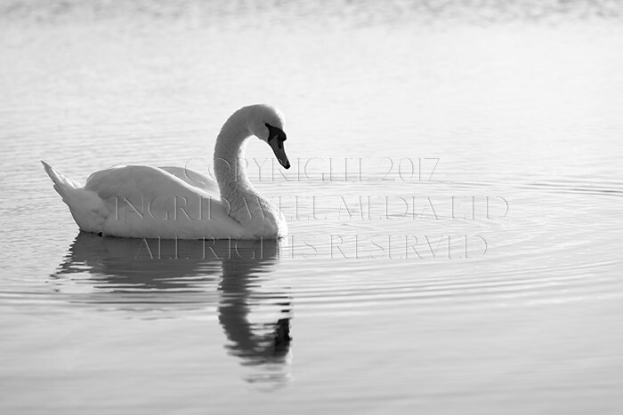 IWM9106 
 NEW FOREST 
 Keywords: INGRID WEEL MEDIA LTD, CORPORATE PHOTOGRAPHY SURREY, BUSINES PHOTOGRAPHY, WEDDING PHOTOGRAPHY, FINE ART PHOTOGRAPHY, FAMILY PHOTOGRAPHY, SOCIAL, BRITISH WILDLIFE, FALLOW DEER, DONKEY, SWAN, HATCHET POND