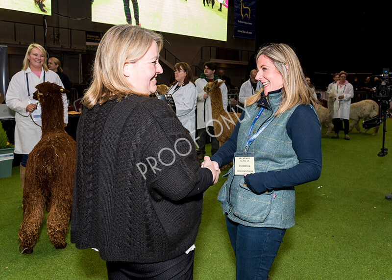 IWM6039 
 BAS National Show 2022 
 Keywords: Surrey Photographer, Alpacas, Suri, Huacaya, BAS National Show 2022, BAS' British Alpaca Society