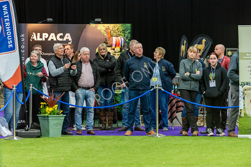 IWM5926 
 BAS National Show 2024 
 Keywords: British Alpaca Society, National Show, 2024, Champion of Champions Fleece Show, Alpaca, Suri, Huacaya