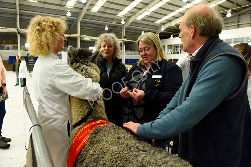 IWP3350 
 HOEAG Spring Fiesta 2024 
 Keywords: Heart of England Alpaca Group, Spring Fiesta 2024, Alpaca Show, Fleece Show Alpaca, Suri, Huacaya