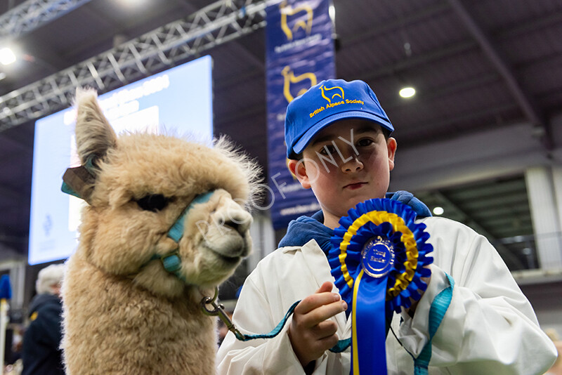 IWP0850 
 BAS National Show 2024 
 Keywords: British Alpaca Society, National Show, 2024, Champion of Champions Fleece Show, Alpaca, Suri, Huacaya