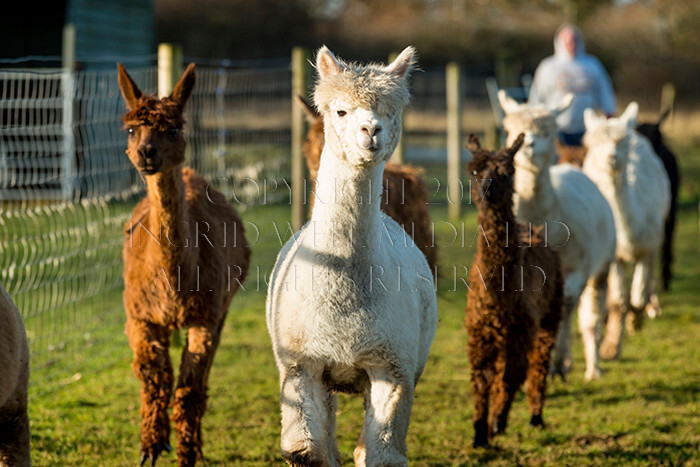 IWM0209 
 ALPACAS 
 Keywords: INGRID WEEL MEDIA LTD, ALPACAS, HUACAYA, SURI, BACKYARD ALPACA COMPANY, NORFOLK