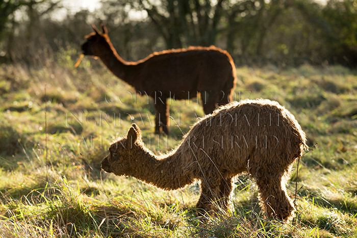 IWM0186 
 ALPACAS 
 Keywords: INGRID WEEL MEDIA LTD, ALPACAS, HUACAYA, SURI, BACKYARD ALPACA COMPANY, NORFOLK