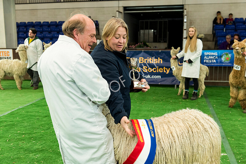 IWP8369 
 HoEAG Spring Fiesta 2022 
 Keywords: Surrey Photographer, Alpacas, Suri, Huacaya, HoEAG, Spring Fiesta, 2022, Heart of England Alpaca Group