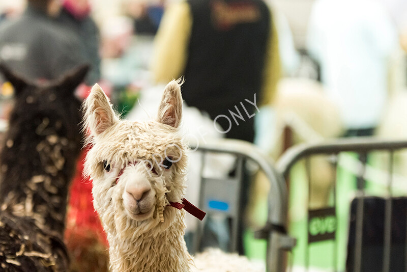 IWP8074 
 HoEAG Spring Fiesta 2022 
 Keywords: Surrey Photographer, Alpacas, Suri, Huacaya, HoEAG, Spring Fiesta, 2022, Heart of England Alpaca Group