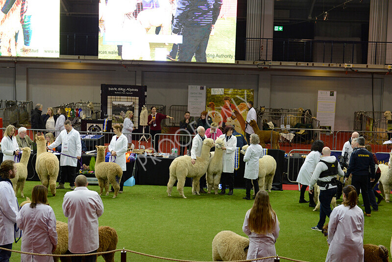 IWM9519 
 Photography of BAS National Show 2023 
 Keywords: Surrey Photographer, Alpacas, Suri, Huacaya, 2023, BAS, British Alpaca Society, Alpaca, Suri, Huacaya, Fleece Judging, Halter Show