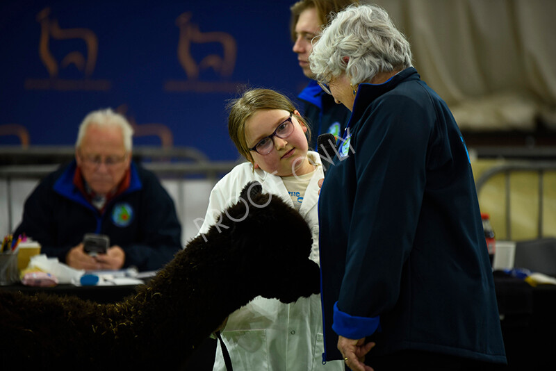 IWP3988 
 HOEAG Spring Fiesta 2024 
 Keywords: Heart of England Alpaca Group, Spring Fiesta 2024, Alpaca Show, Fleece Show Alpaca, Suri, Huacaya