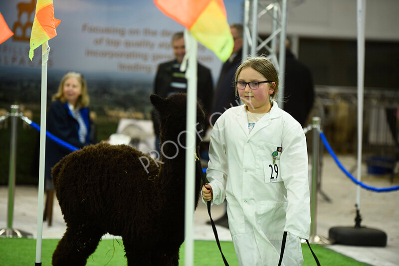 IWP3958 
 HOEAG Spring Fiesta 2024 
 Keywords: Heart of England Alpaca Group, Spring Fiesta 2024, Alpaca Show, Fleece Show Alpaca, Suri, Huacaya