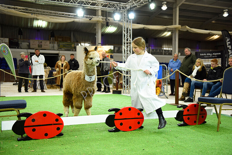 IWP2535 
 HoEAG Spring Fiesta 2023 
 Keywords: Surrey Photographer, Alpacas, Suri, Huacaya, HoEAG, Spring Fiesta, 2023, Heart of England Alpaca Group