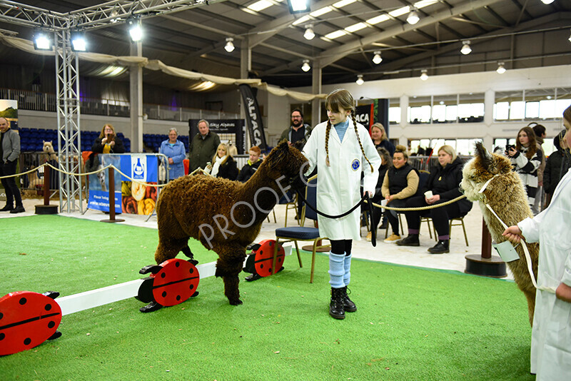 IWP2550 
 HoEAG Spring Fiesta 2023 
 Keywords: Surrey Photographer, Alpacas, Suri, Huacaya, HoEAG, Spring Fiesta, 2023, Heart of England Alpaca Group