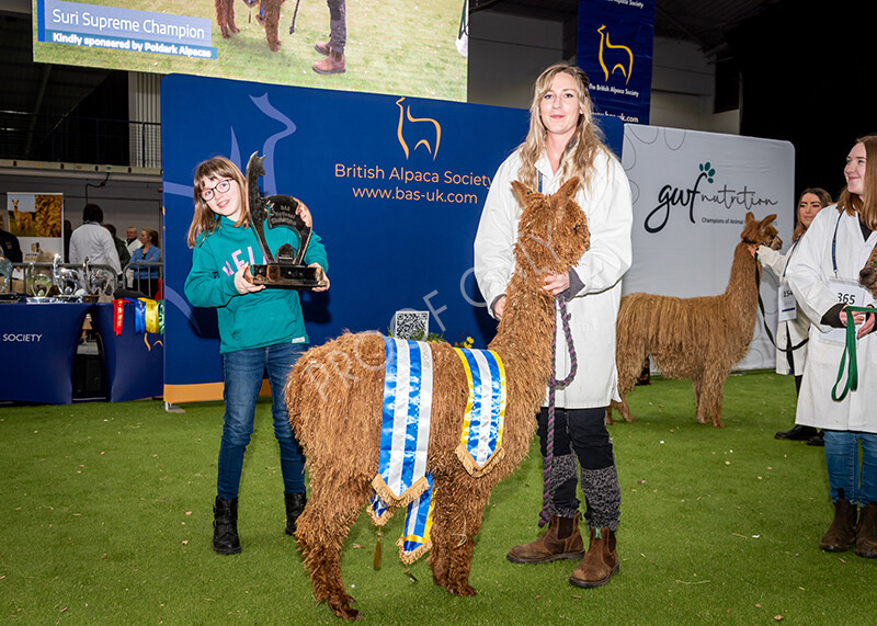 IWP1679 
 BAS National Show 2024 
 Keywords: British Alpaca Society, National Show, 2024, Champion of Champions Fleece Show, Alpaca, Suri, Huacaya