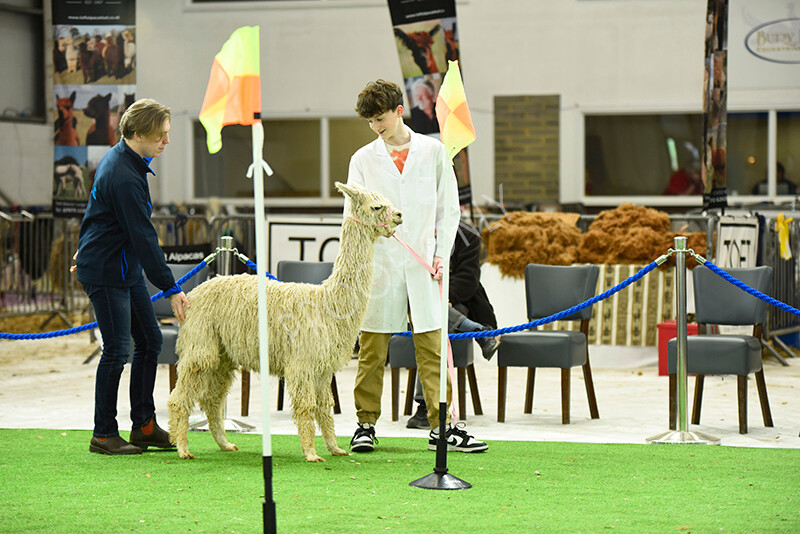 IWP3941 
 HOEAG Spring Fiesta 2024 
 Keywords: Heart of England Alpaca Group, Spring Fiesta 2024, Alpaca Show, Fleece Show Alpaca, Suri, Huacaya