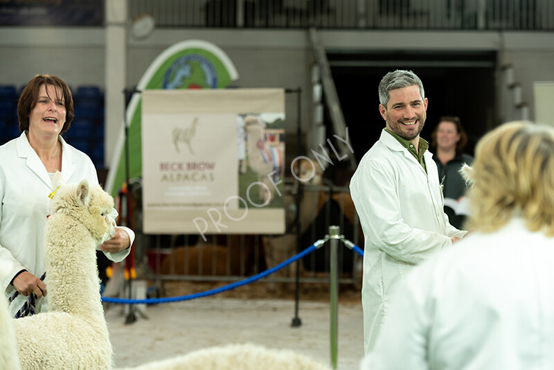 IWP4510 
 HOEAG Spring Fiesta 2024 
 Keywords: Heart of England Alpaca Group, Spring Fiesta 2024, Alpaca Show, Fleece Show Alpaca, Suri, Huacaya