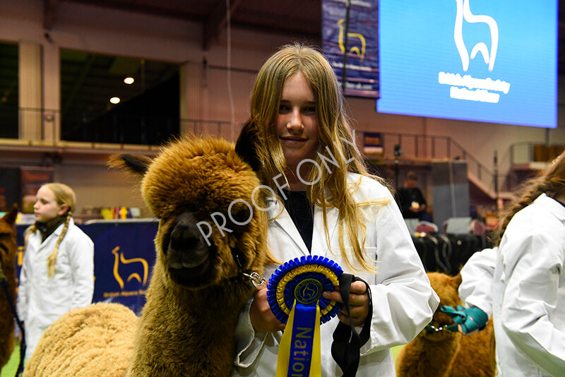 IWM5771 
 BAS National Show 2022 
 Keywords: Surrey Photographer, Alpacas, Suri, Huacaya, BAS National Show 2022, BAS' British Alpaca Society