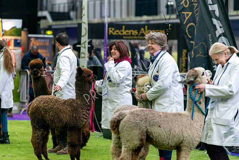 IWM5916 
 BAS National Show 2024 
 Keywords: British Alpaca Society, National Show, 2024, Champion of Champions Fleece Show, Alpaca, Suri, Huacaya