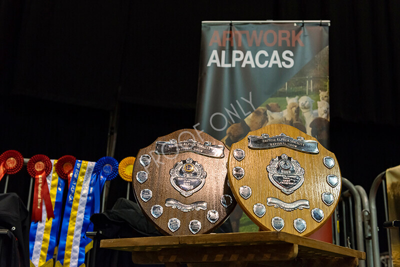 IWM9655 
 Photography of BAS National Show 2023 
 Keywords: Surrey Photographer, Alpacas, Suri, Huacaya, 2023, BAS, British Alpaca Society, Alpaca, Suri, Huacaya, Fleece Judging, Halter Show