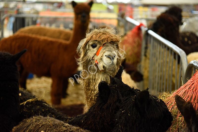 IWP4332 
 HOEAG Spring Fiesta 2024 
 Keywords: Heart of England Alpaca Group, Spring Fiesta 2024, Alpaca Show, Fleece Show Alpaca, Suri, Huacaya