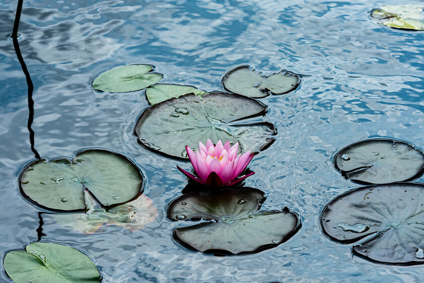 LILY-PADS 
 Keywords: ingrid Weel Photography, Art Photography, Norway, Ingrid Weel Photography