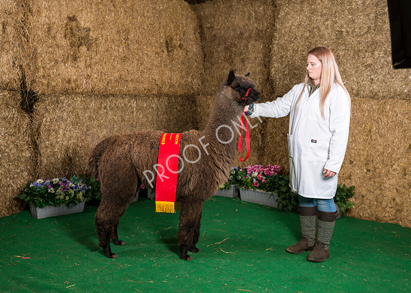 IWM7471 
 HoEAG Spring Fiesta 2022 
 Keywords: Surrey Photographer, Alpacas, Suri, Huacaya, HoEAG, Spring Fiesta, 2022, Heart of England Alpaca Group